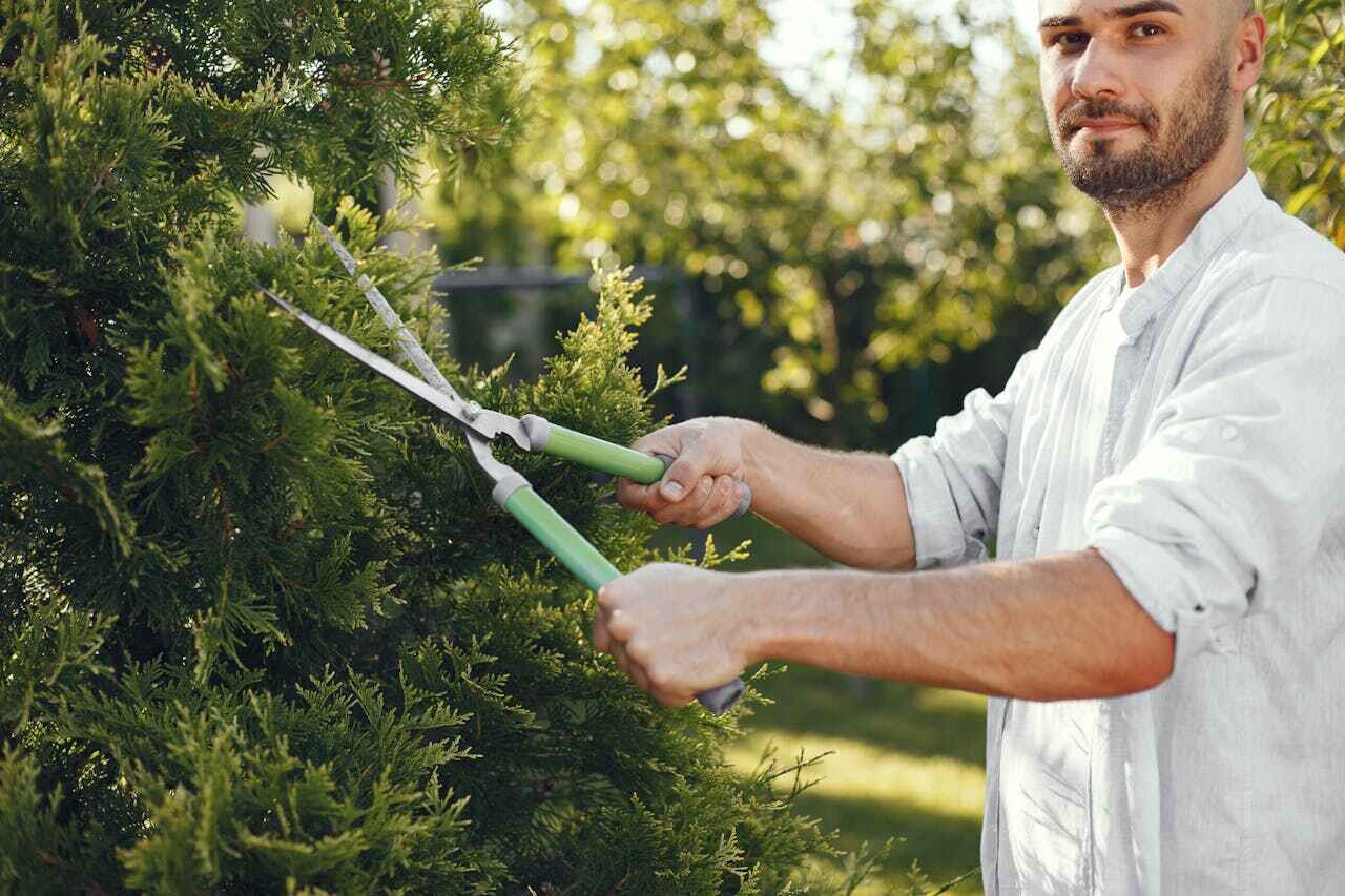 Best Large Tree Removal  in Valrico, FL